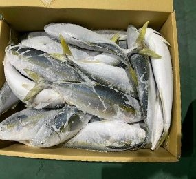 Cá Cam Hàn Quốc Size 800-1,5Kg